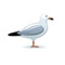 gull